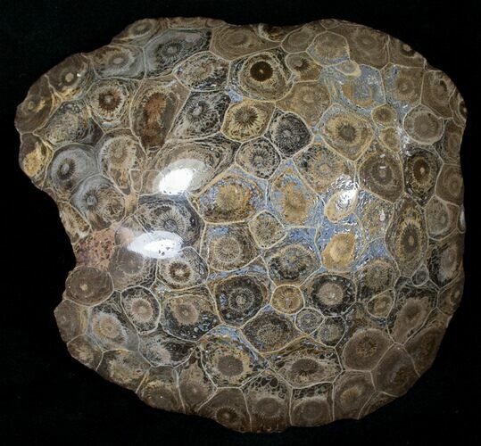 Polished Fossil Coral Head - Morocco #14641